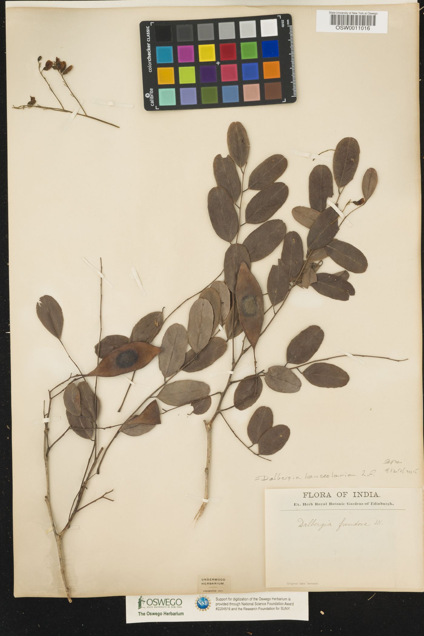 Dalbergia lanceolaria image