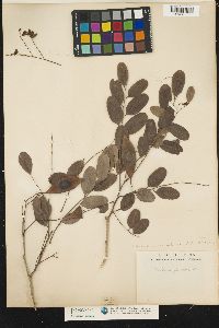 Image of Dalbergia lanceolaria