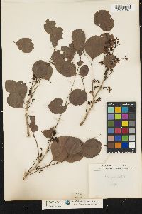 Image of Dalbergia latifolia