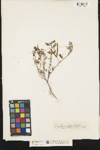 Image of Desmanthus acuminatus