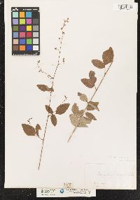 Image of Desmodium rhombifolium
