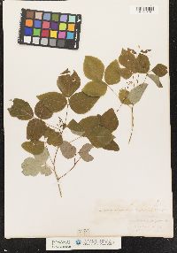 Image of Hylodesmum pauciflorum