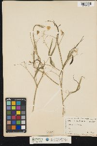 Image of Lathyrus annuus