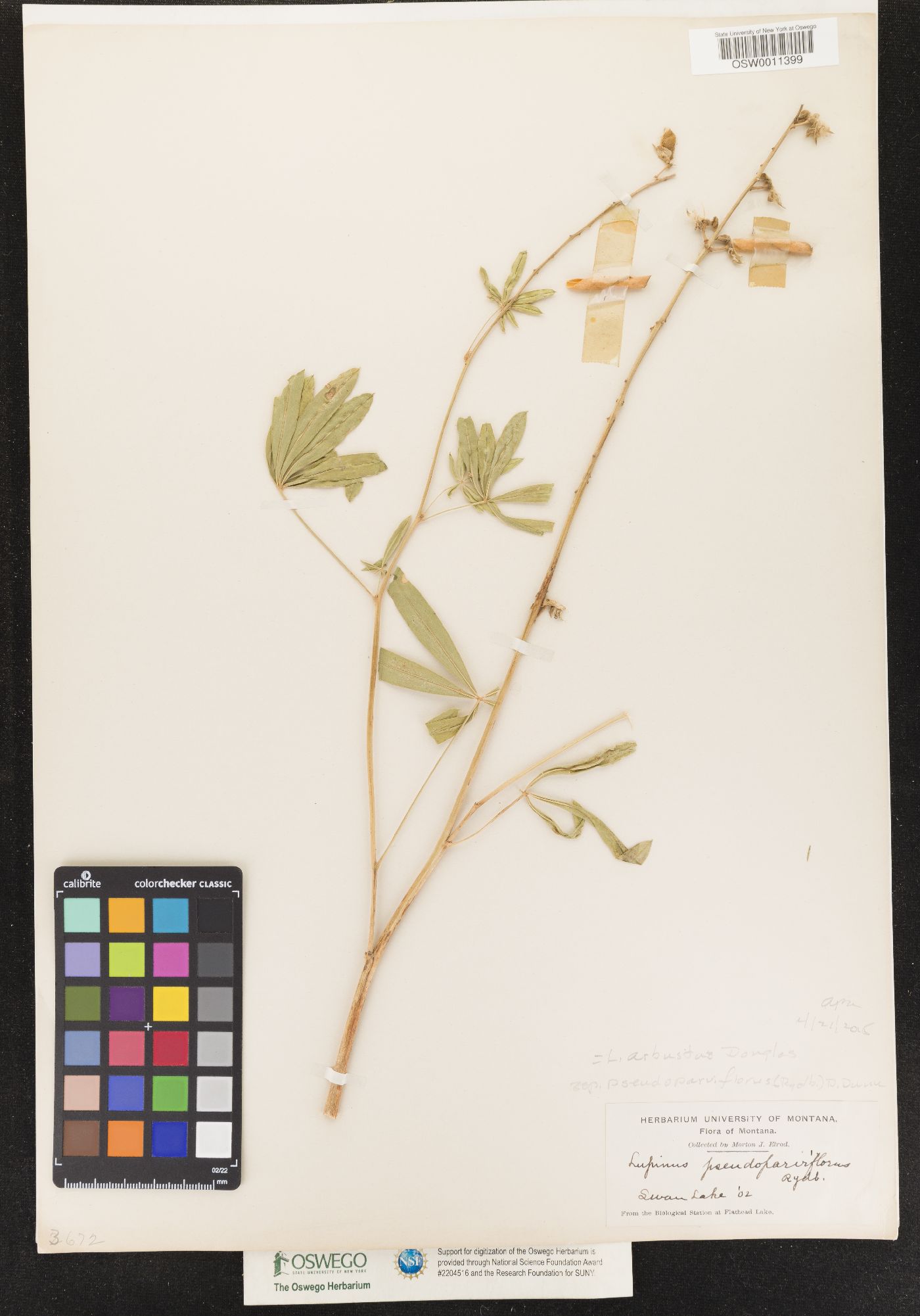 Lupinus arbustus ssp. pseudoparviflorus image