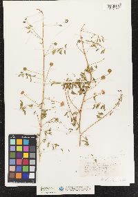 Image of Mimosa roemeriana