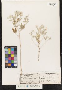 Image of Pediomelum argophyllum