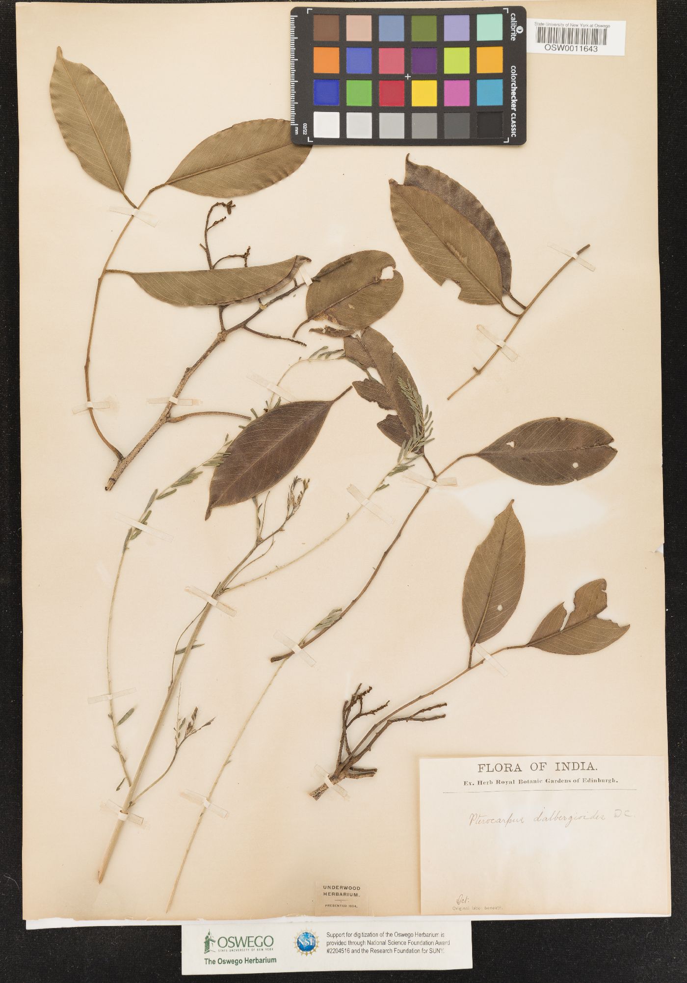 Pterocarpus dalbergioides image