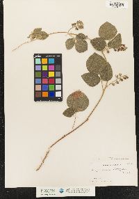 Image of Rhynchosia latifolia