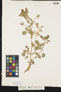 Image of Ononis rotundifolia