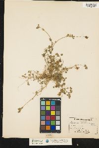 Image of Trifolium carolinianum