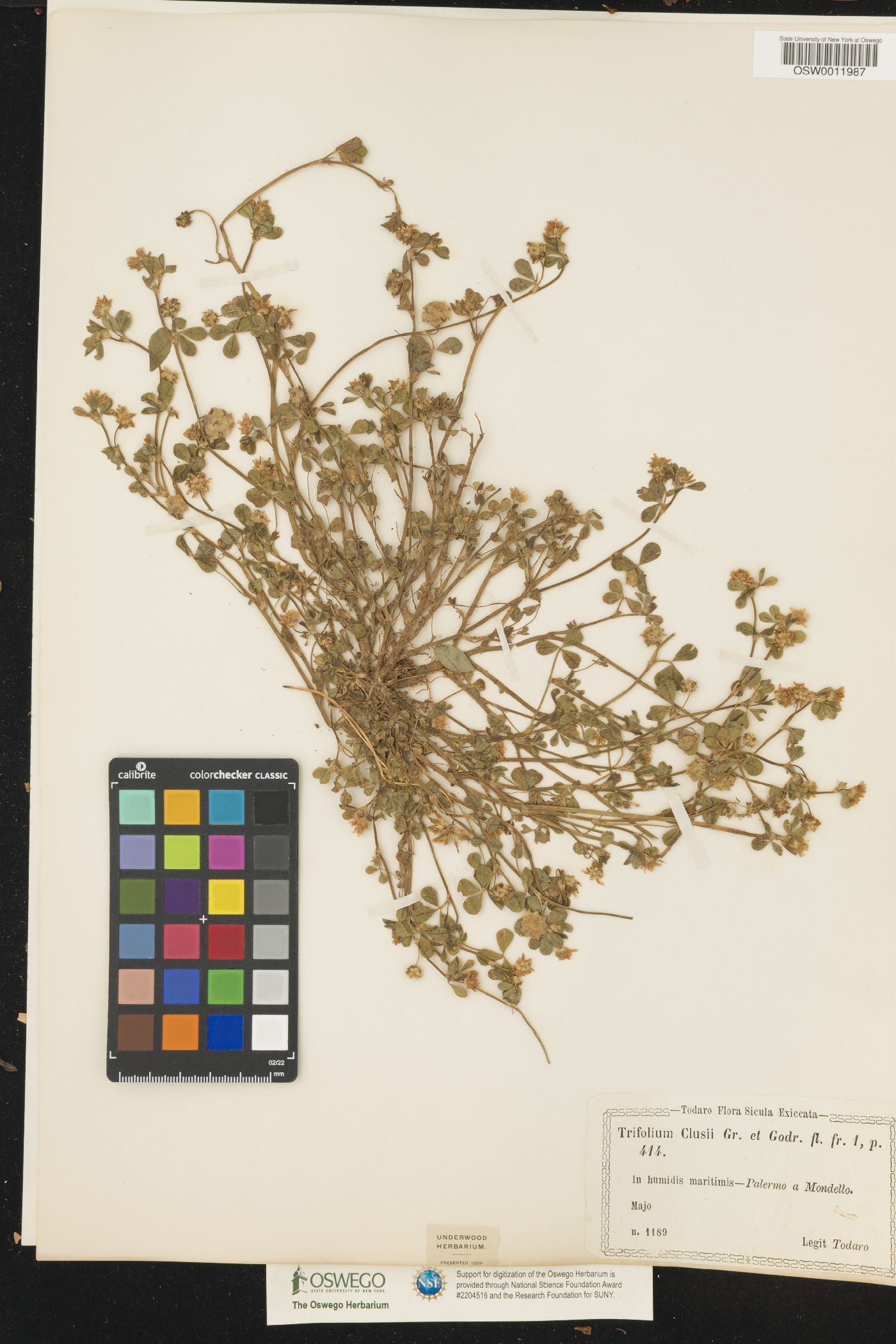 Trifolium clusii image