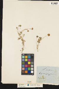 Image of Trifolium fragiferum