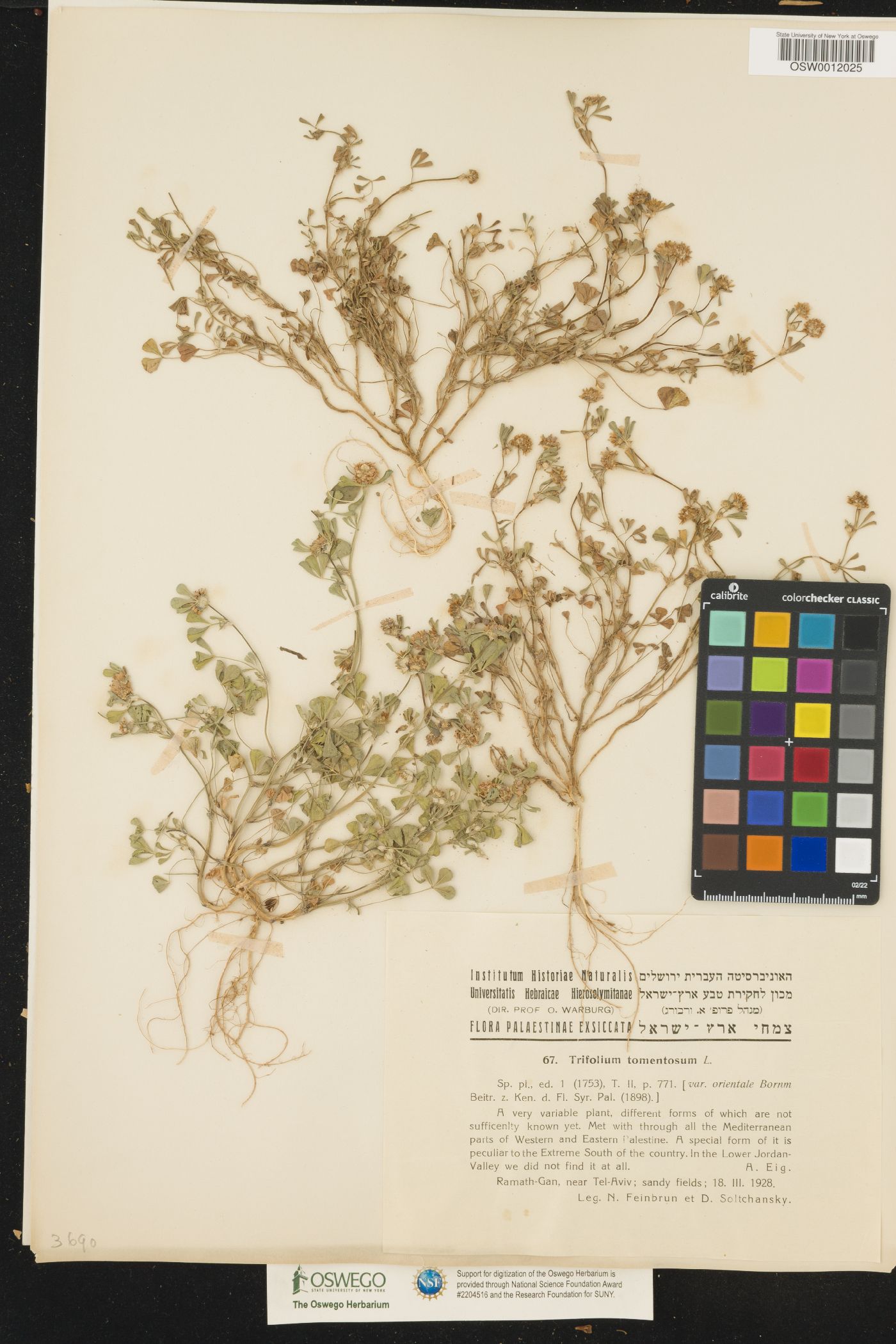 Trifolium tomentosum image