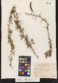 Acacia farnesiana image