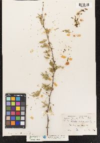 Image of Acacia farnesiana