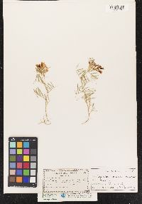 Vicia americana var. linearis image