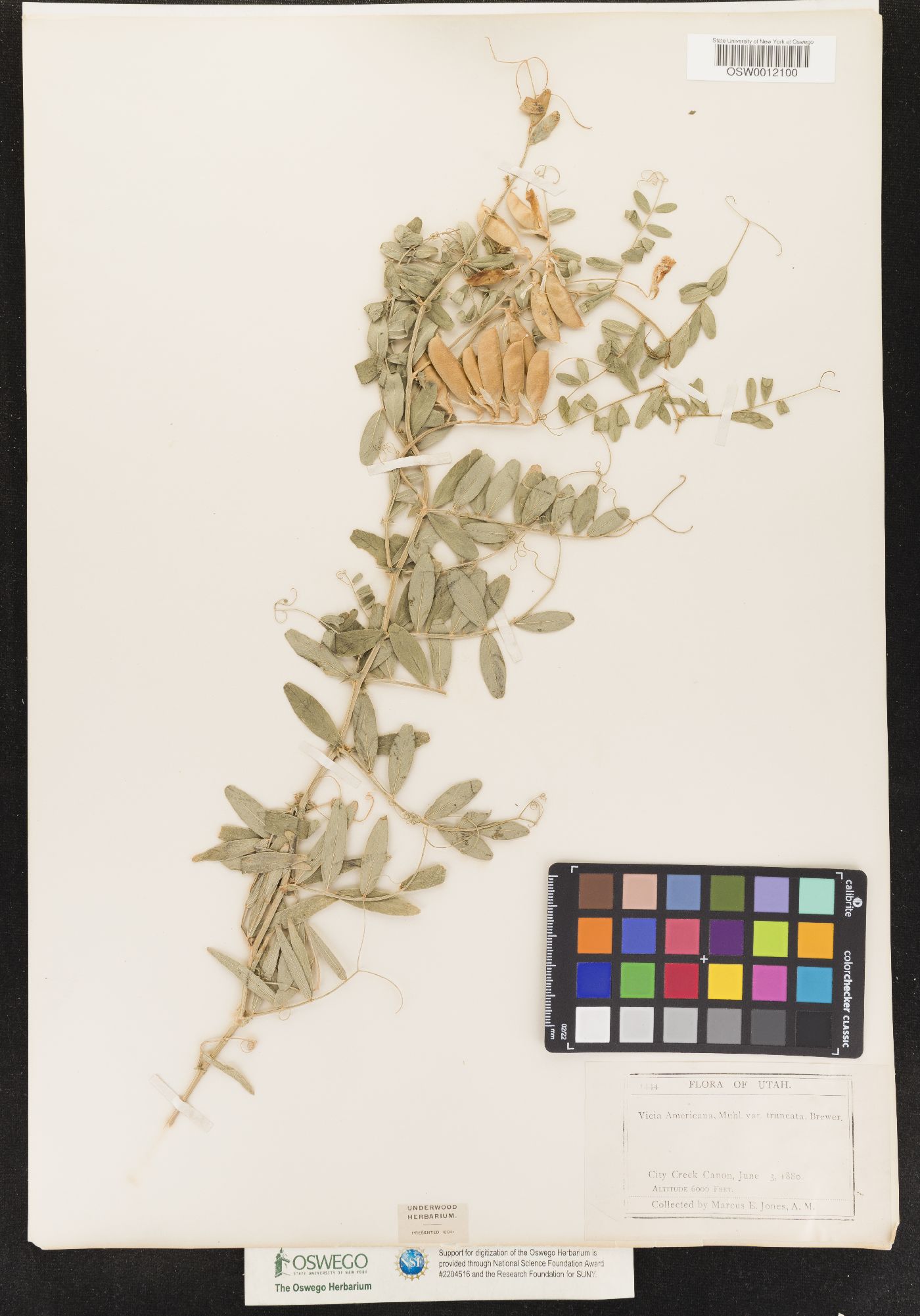 Vicia americana var. truncata image