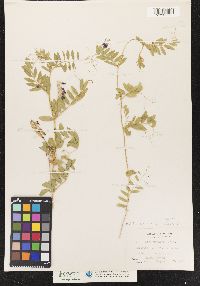Image of Vicia benghalensis