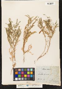 Vicia ervilia image