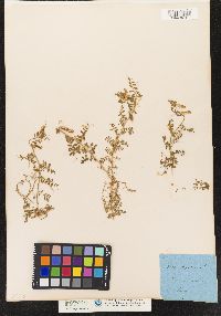 Image of Vicia hybrida