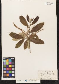 Castanea pumila image