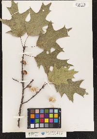 Quercus rubra image