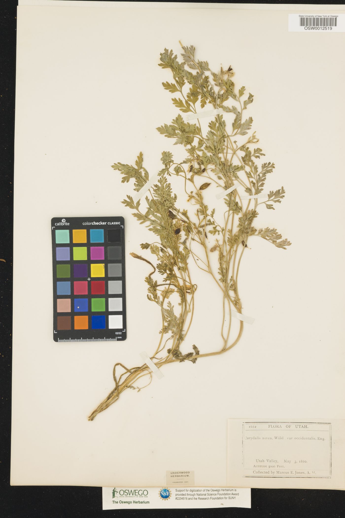 Corydalis aurea var. occidentalis image