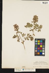 Corydalis solida image