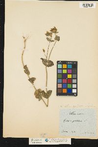 Image of Blackstonia perfoliata