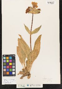 Image of Gentiana purpurea