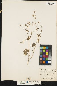 Image of Geranium pyrenaicum