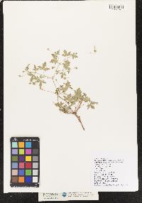 Image of Geranium sibiricum