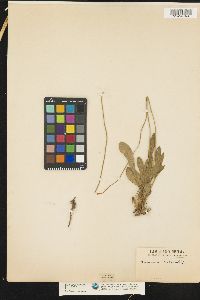 Image of Brunonia australis