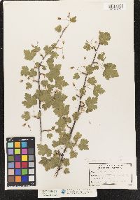 Image of Ribes uva-crispa