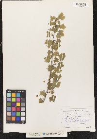 Ribes floridum image