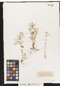 Hypericum mutilum image