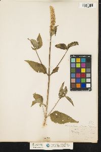 Agastache scrophulariifolia image