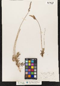 Image of Lavandula pinnata
