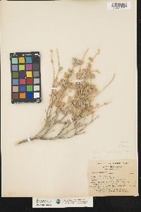 Image of Salvia dorrii