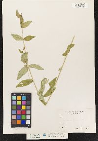 Image of Scutellaria elliptica