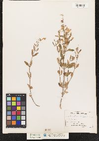 Image of Scutellaria serrata
