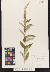 Teucrium canadense var. occidentale image