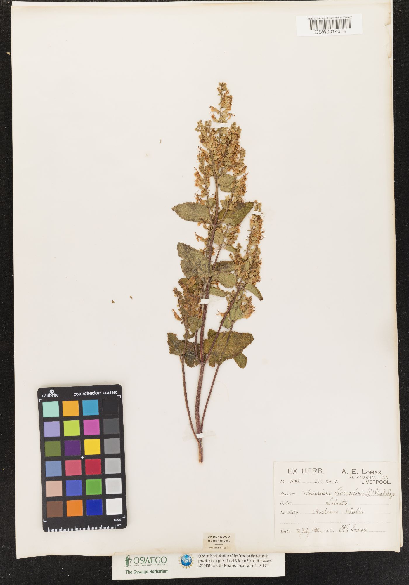 Teucrium scorodonia image