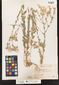Image of Sium latifolium