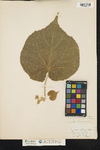 Abutilon theophrasti image