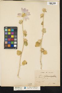 Alcea biennis subsp. biennis image