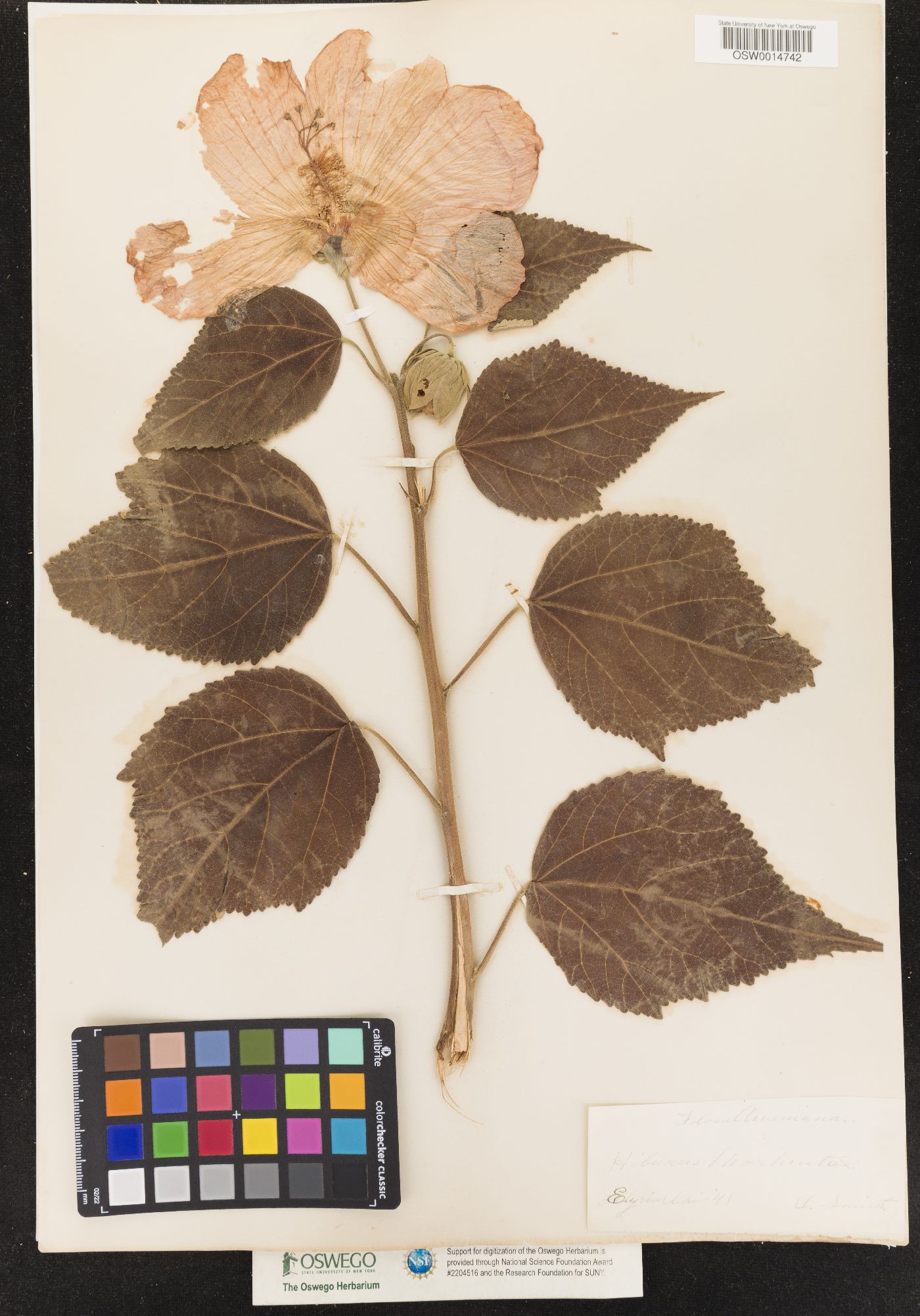 Hibiscus furcellatus var. youngianus image