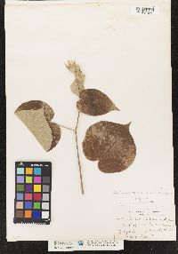 Image of Hibiscus tiliaceus