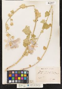 Image of Sorbus thuringiaca