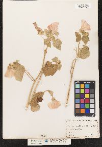 Lavatera trimestris image